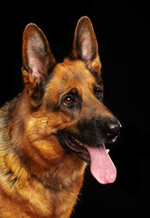 German Shepherd Dog  Isolated  on Black Background in studio