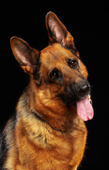 German Shepherd Dog  Isolated  on Black Background in studio