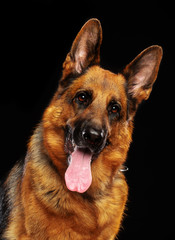German Shepherd Dog  Isolated  on Black Background in studio