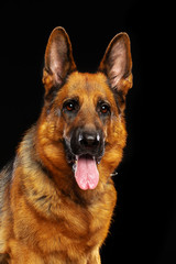 German Shepherd Dog  Isolated  on Black Background in studio