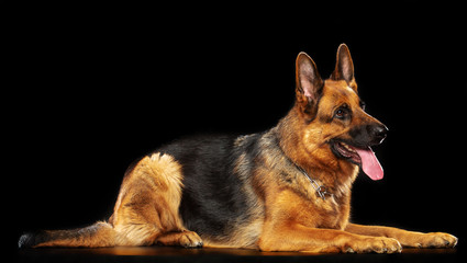 German Shepherd Dog  Isolated  on Black Background in studio