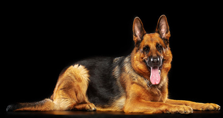 German Shepherd Dog  Isolated  on Black Background in studio