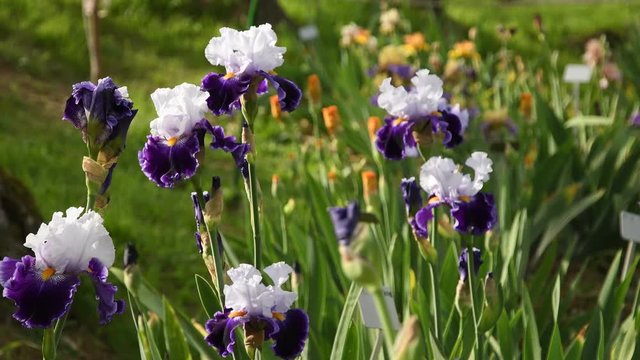 purple irises moving on the wind in a famous florence garden, Italy. 4K UHD Video footage, static camera. Nikon D500