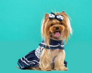 Naklejka premium Yorkshire Terrier Dog Isolated on Blue Background in studio