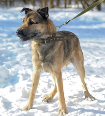 dog half-breed terrier in winter
