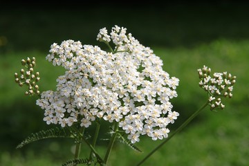 Fototapeta premium białe, drobne kwiaty ziela krwawnika