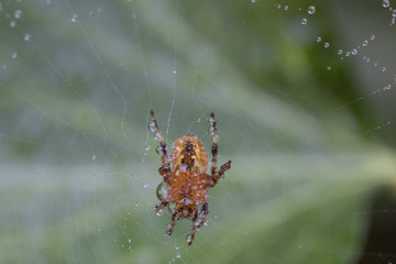 Kreuzspinne im Netz mit Tropfen Morgentau