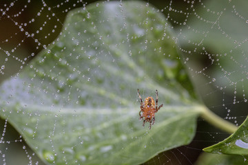 Kreuzspinne im Netz mit Tropfen Morgentau