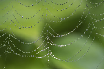 Spinnennetz mit Tautropfen wie Perlen