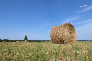 roll of hay on the field