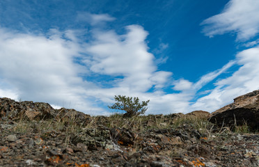 Nature of Altai mountains
