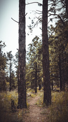 Fototapeta premium trees in forest