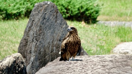 Adler auf Beutejagd