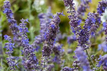 fleurs d’été bleues © Anthony Anquetil