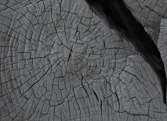 black cross-section of a tree, black stump texture