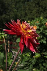 pretty flower of dahlia