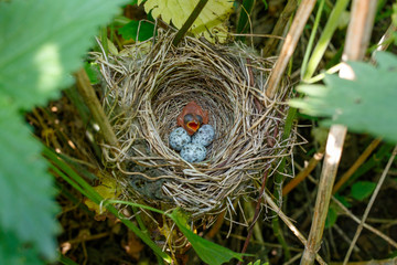 Acrocephalus palustris. The nest of the Marsh Warbler in nature.