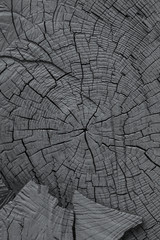 black cross-section of a tree, black stump texture