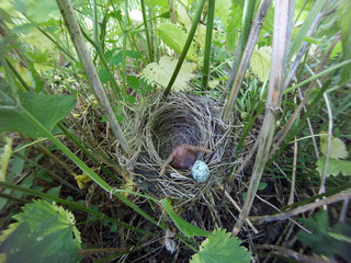 Acrocephalus palustris. The nest of the Marsh Warbler in nature.
