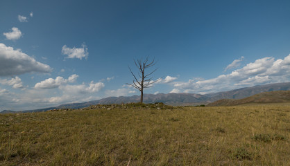 Nature of Altai mountains