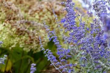 fleurs d’été bleues © Anthony Anquetil