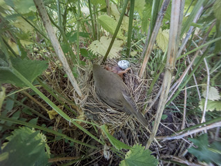 Acrocephalus palustris. The nest of the Marsh Warbler in nature.
