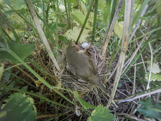 Acrocephalus palustris. The nest of the Marsh Warbler in nature.