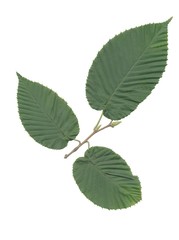 hornbeam (Carpinua cordata) with green leaves and seeds