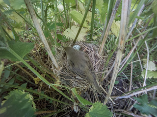 Acrocephalus palustris. The nest of the Marsh Warbler in nature.