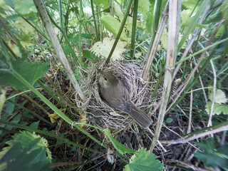 Acrocephalus palustris. The nest of the Marsh Warbler in nature.