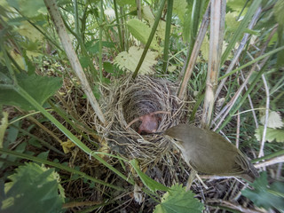 Obraz premium Acrocephalus palustris. The nest of the Marsh Warbler in nature.