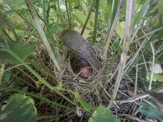 Naklejka na ściany i meble Acrocephalus palustris. The nest of the Marsh Warbler in nature.