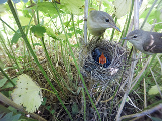 Acrocephalus palustris. The nest of the Marsh Warbler in nature.