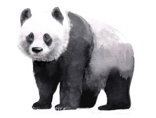 watercolor illustration of panda, isolated drawing by hand of animal