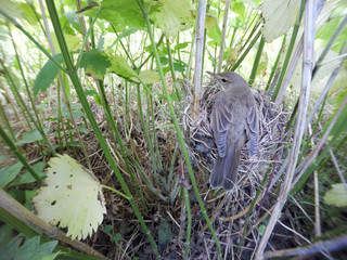 Obraz premium Acrocephalus palustris. The nest of the Marsh Warbler in nature.