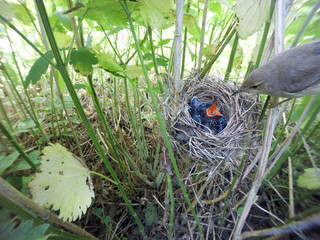 Acrocephalus palustris. The nest of the Marsh Warbler in nature.