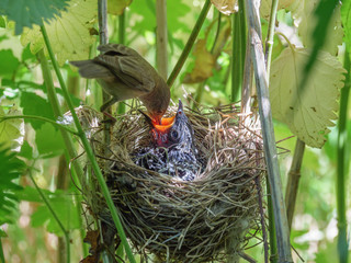 Acrocephalus palustris. The nest of the Marsh Warbler in nature. © fotoparus
