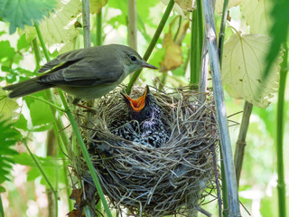Acrocephalus palustris. The nest of the Marsh Warbler in nature.
