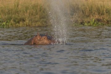 Fototapeta premium African Hippo