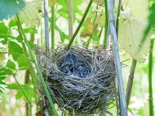 Acrocephalus palustris. The nest of the Marsh Warbler in nature.