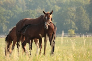 The mare feeds the foal in the pasture