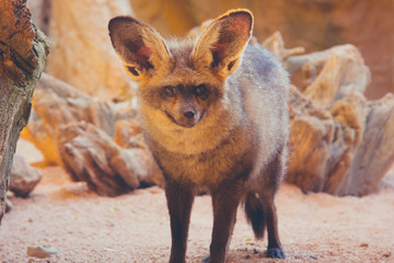 Portrait of red african fox standing still 