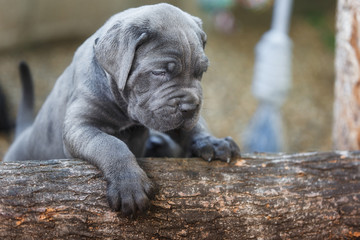 One month old gray cane corso puppy playing in the garden, selective focus
