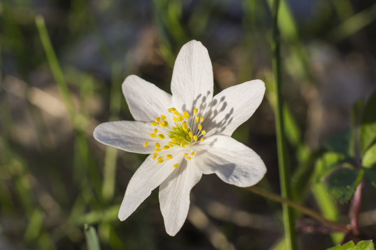Vitsippor blommar under v&aring;ren p&aring; &auml;ngar och i skogen