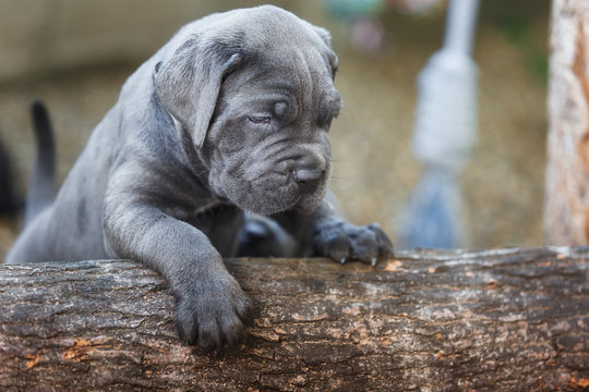 Gray Cane Corso Puppy Images – Browse 1,573 Stock Photos, Vectors, and  Video