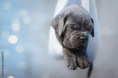 79+ Gray Cane Corso