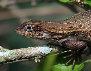 Lizard on a branch