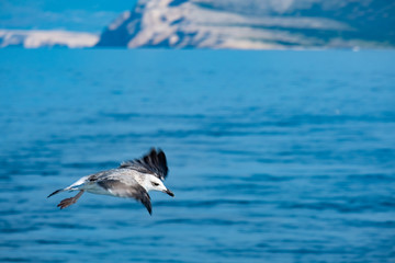 Fototapeta na wymiar Seagull Croatia Island Krk