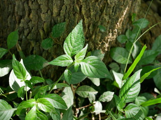 fern in the forest,nature plant