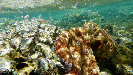 Fototapeta premium Oktopus